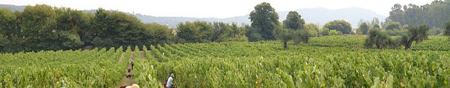 Theotoky Winery, Corfu