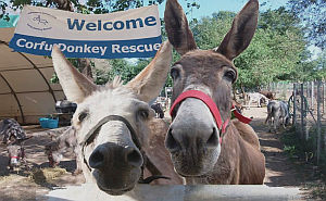 Corfu Butterfly Conservation