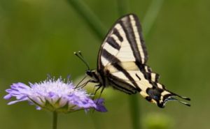 Natural history of Corfu